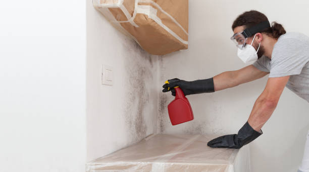 Professional Black Mold Removal technician working in Cockeysville, MD
