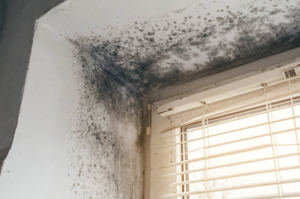 Trusted Black Mold Removal service in Cockeysville, MD - Cheap Mold Removal